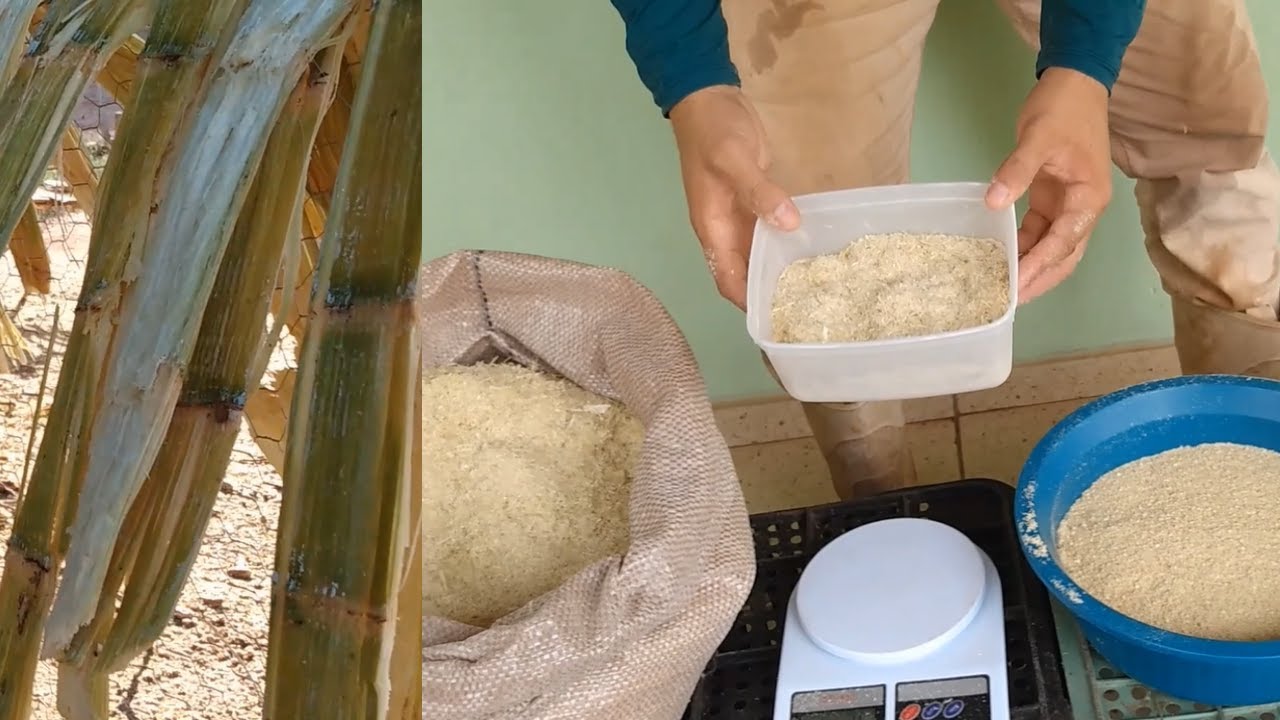 BAGAÇO de CANA-DE-AÇÚCAR na alimentação de GALINHA