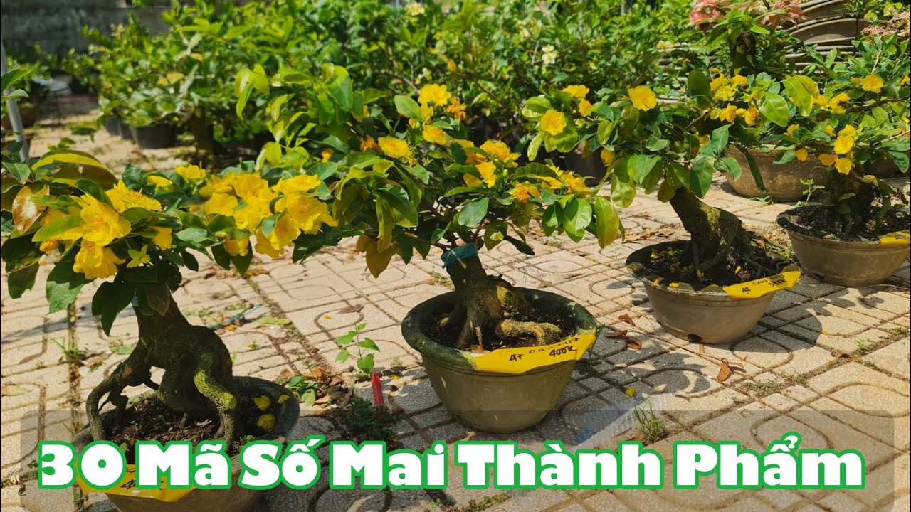 Ngày 13/03. 30 Mã Số Mai Nhiều Loại Giống.☎Út 0353777111