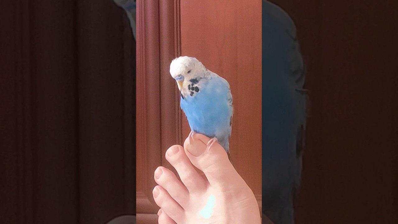 Budgie Parrot 