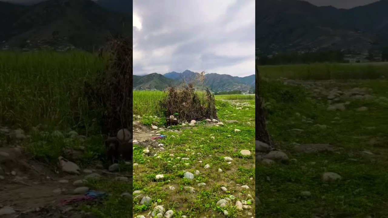 Duck 🦆 hunting in Pakistan #village #villagelifepakistan #villagelife #pathanmovie #nature #fypシ