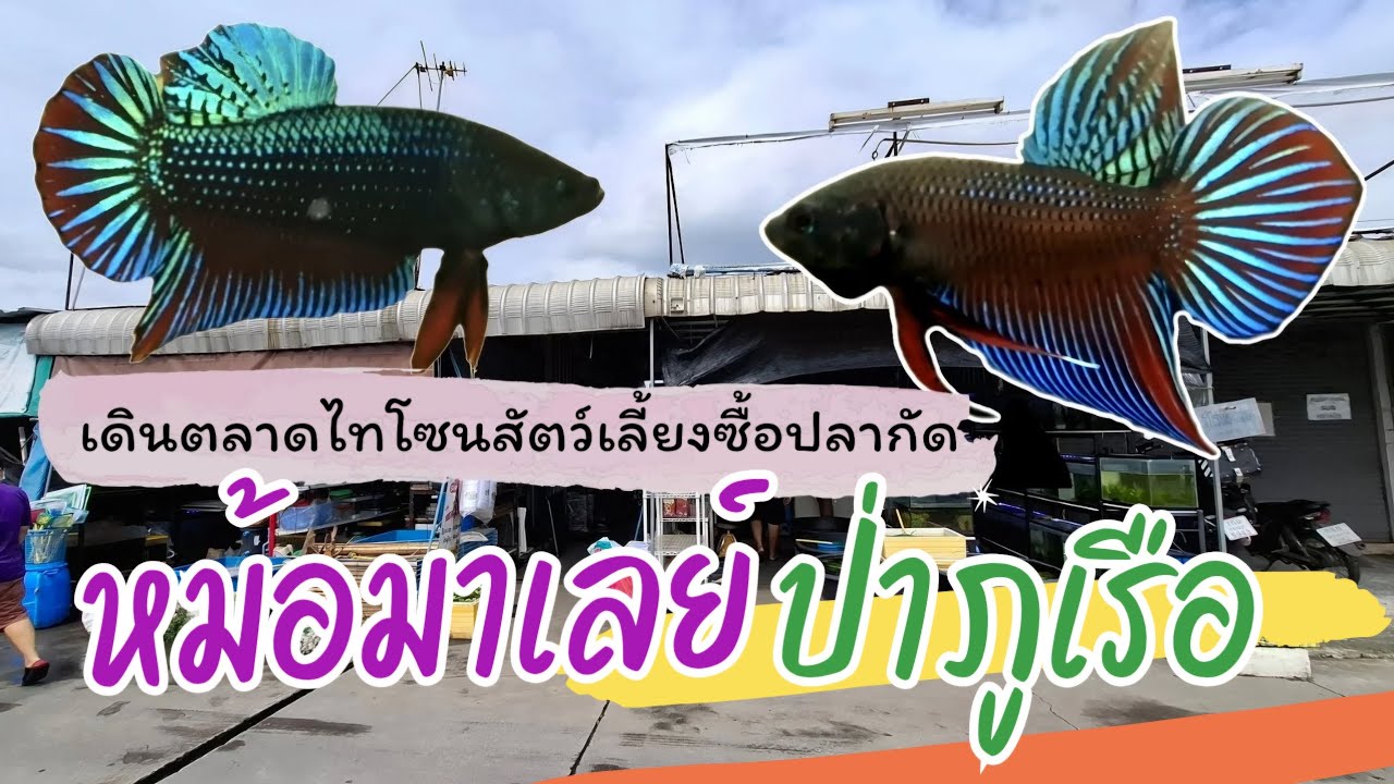 ปลากัดหม้อมาเลย์ ปลากัดป่าภูเรือสวยมาก ซื้อจากตลาดไทโซนสัตว์เลี้ยง