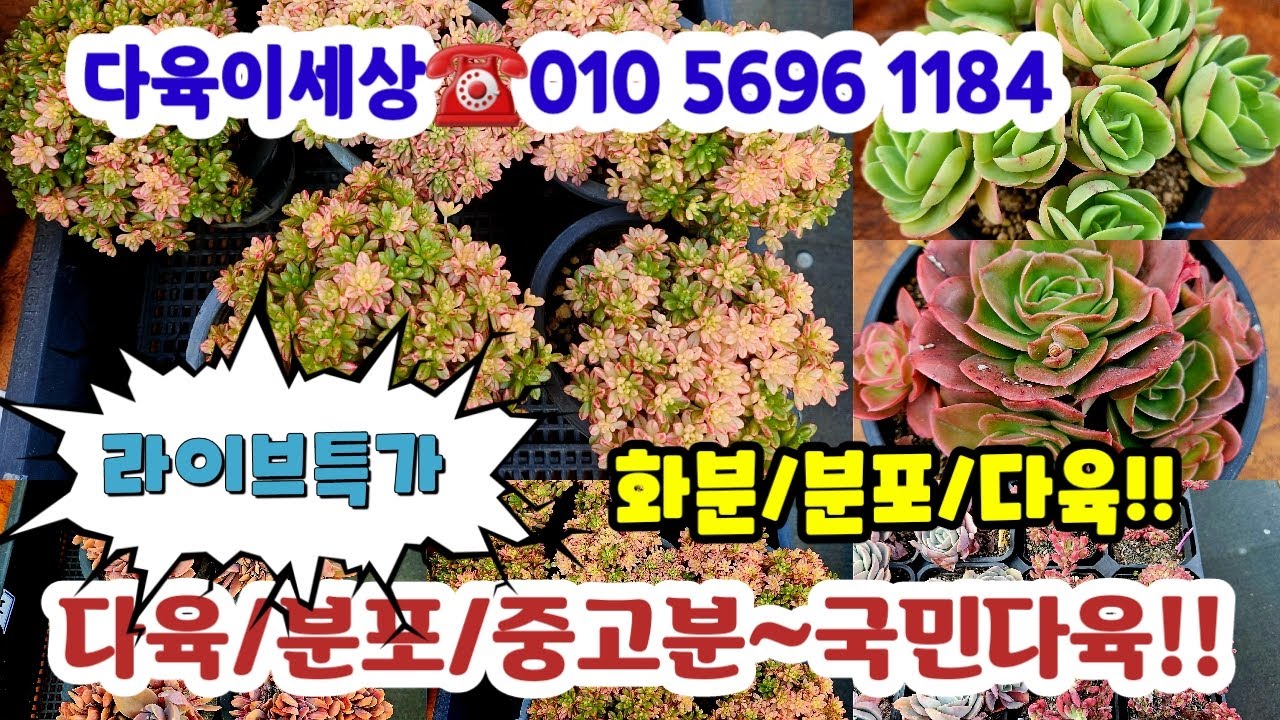 다육이세상☎️010 5696 1184 /분포/국민다육/중고분#초보다육#다육쇼핑