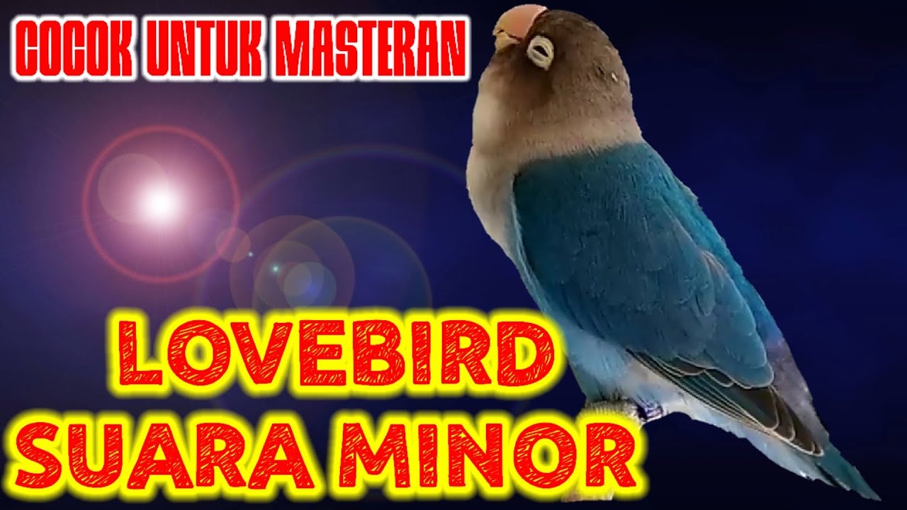 MASTERAN LOVEBIRD SUARA MINOR #3