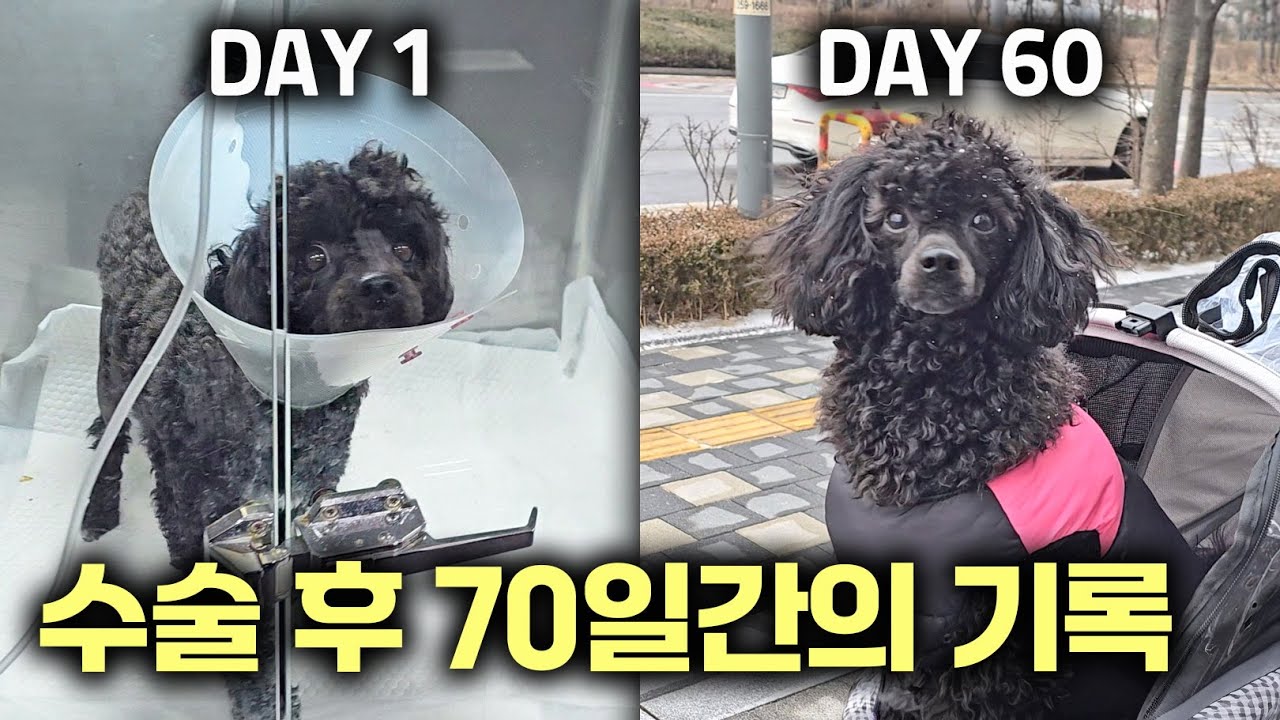 경험하기 전엔 몰랐던 현실 - 슬개골탈구 수술 후 70일간의 회복기
