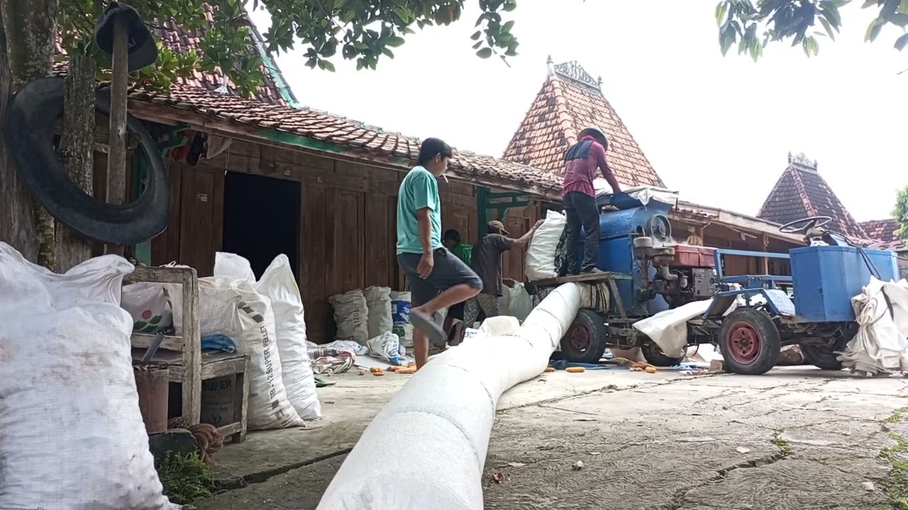 Seleb Jagung ~ Panen Jagung Sub Round ll ~ Ketahanan Pangan