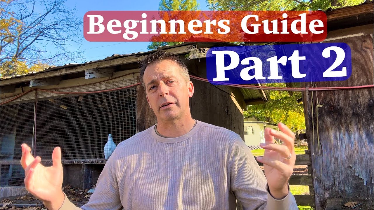 Thoughts for success in racing pigeons: Part 2