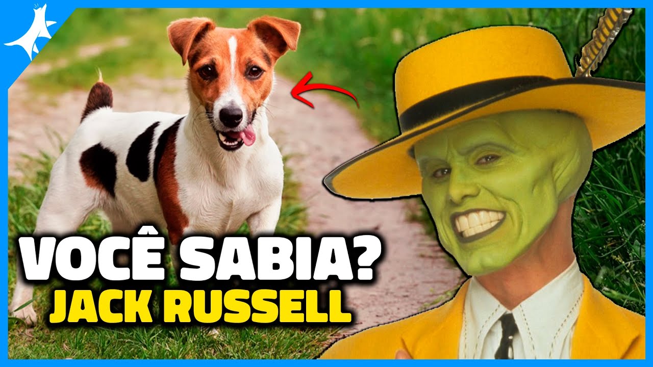 5 Curiosidades Do Jack Russell Terrier - Cachorro Do Máscara.
