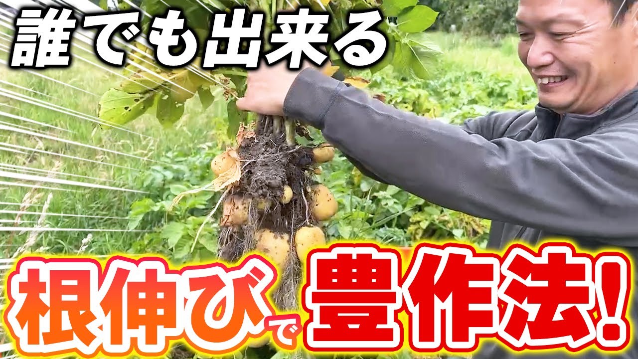 【自然栽培296】教えます！根伸び豊作法！誰でも出来るよ🌈