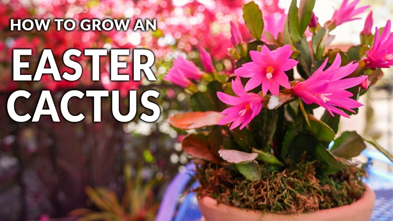 Tips For Growing An Easter Cactus (Spring Cactus) / Joy Us Garden