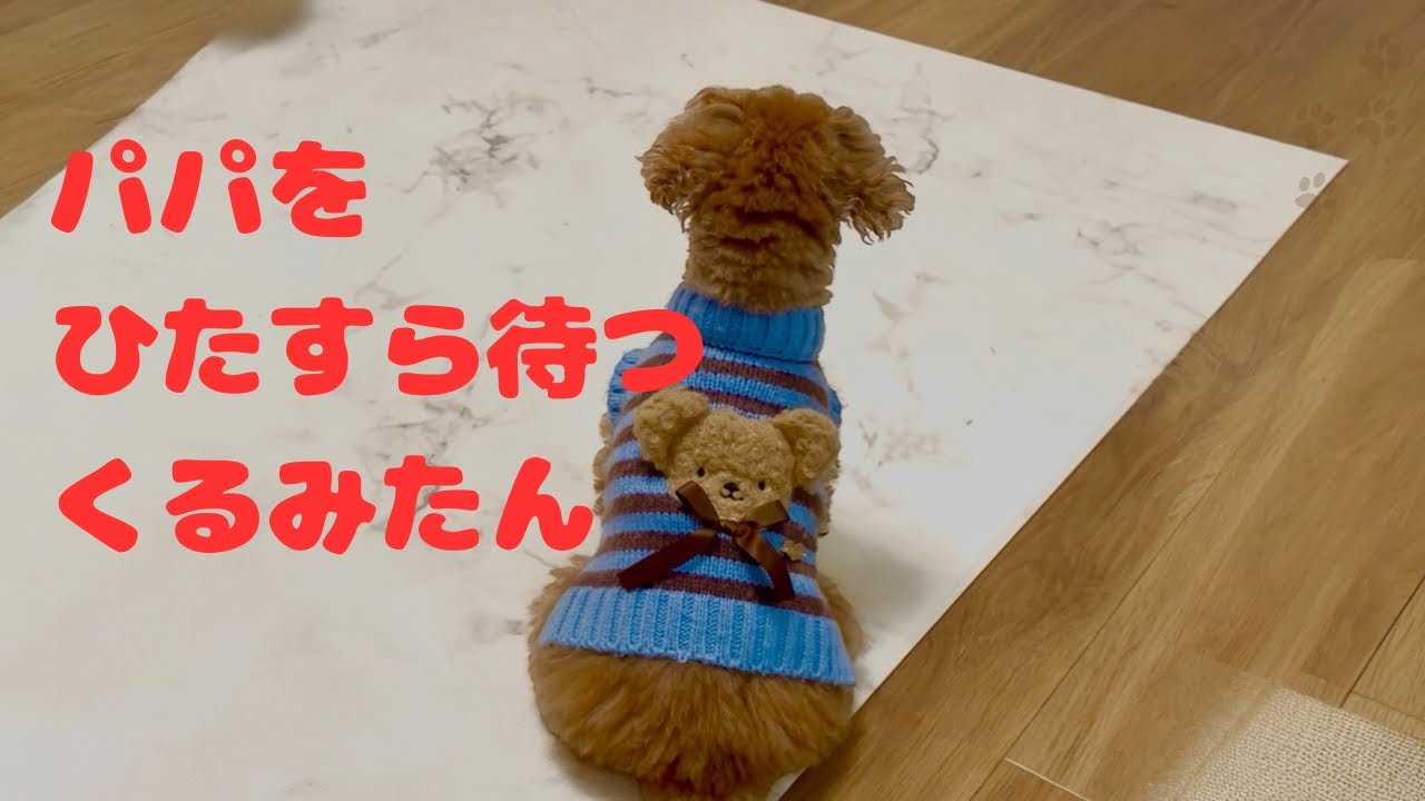 パパの帰りをずーっと待つくるみたん💕健気に待つ姿が可愛い🥰