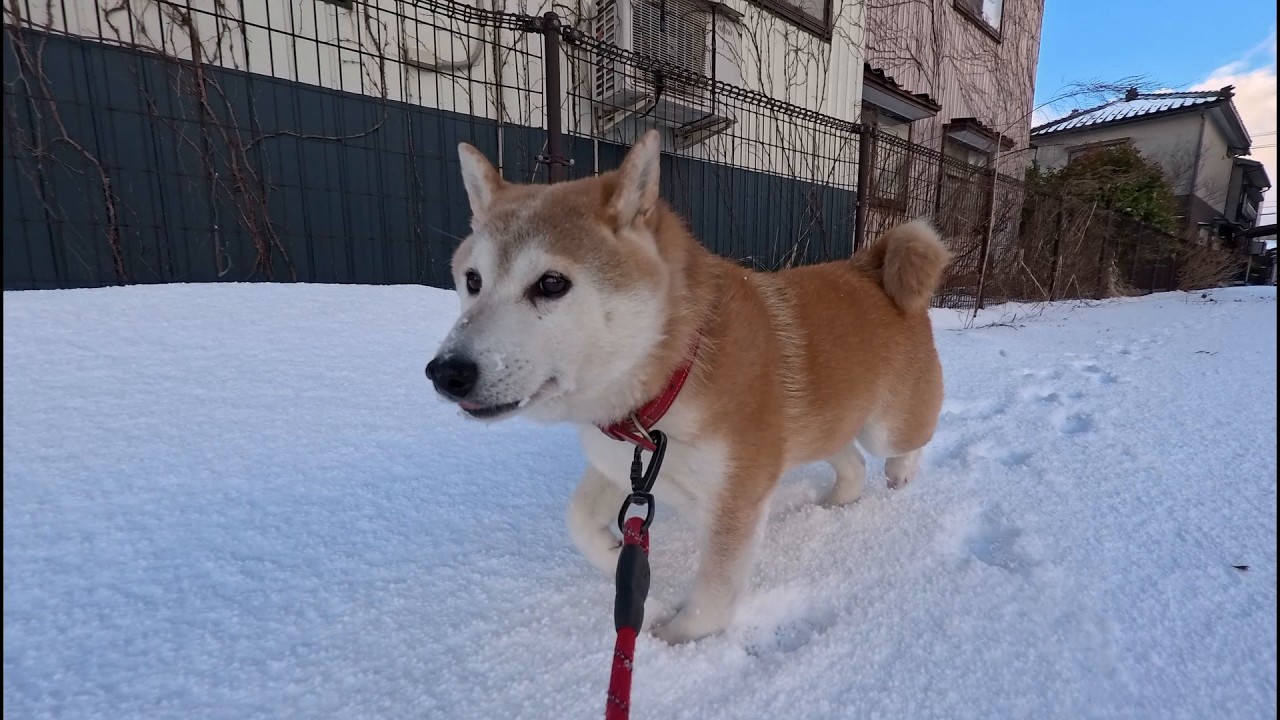 ゴールは目の前なのに迂回してサブクエストを開始する冬のモモ家の皆さん