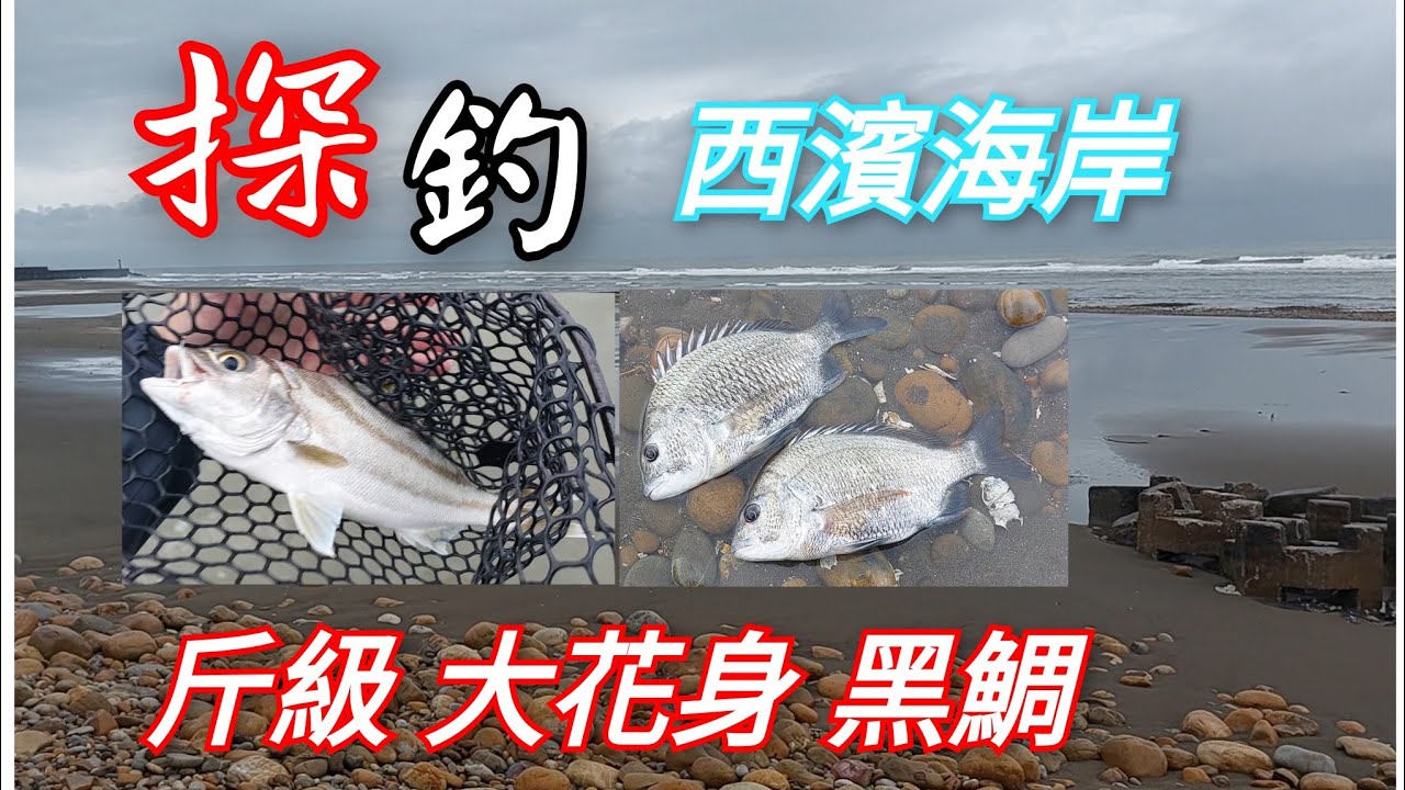 西濱海岸探釣 斤級大花身 黑鯛