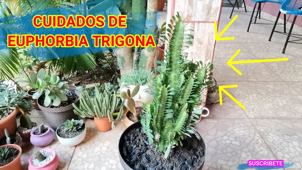 EUPHORBIA TRIGONA COMO CUIDAR Y SEMBRAR CACTUS CATEDRAL