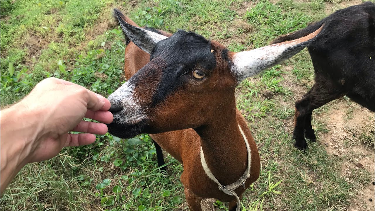 New additions to the farm - Oberhasli Dairy Goats