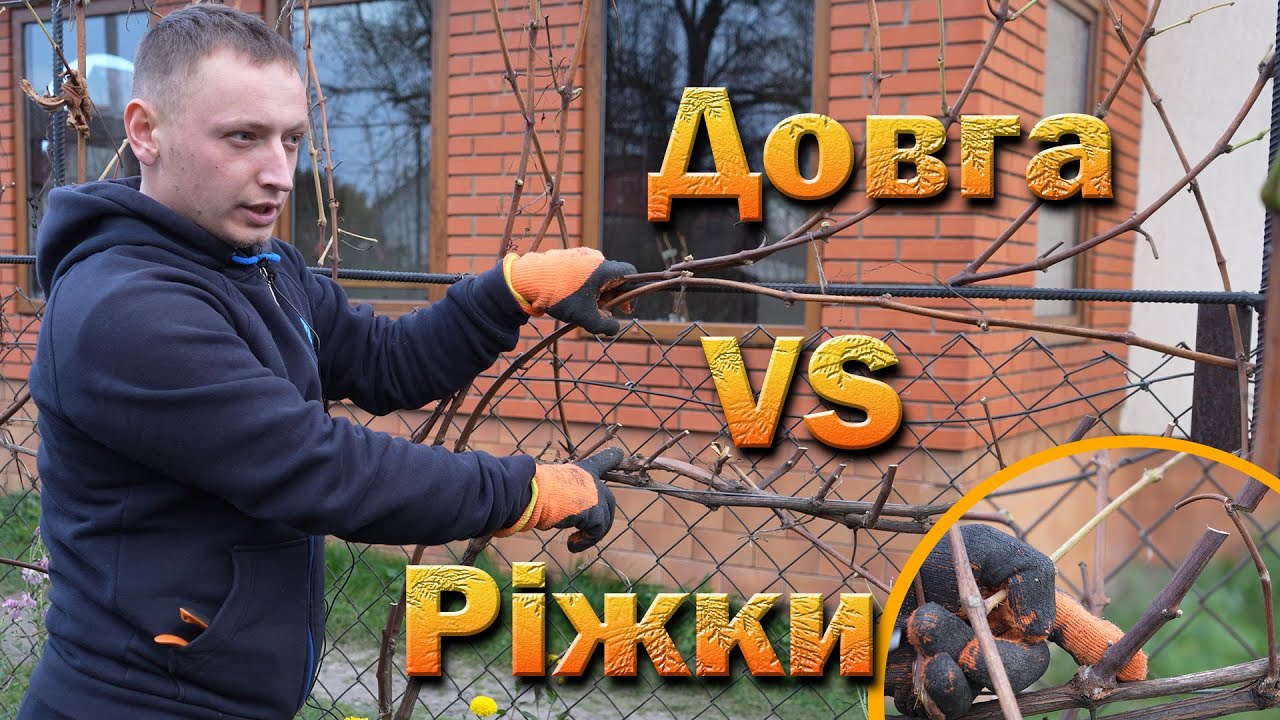 Обрізка на ріжки і довга обрізка. Азіатські гени? Обрізка дорослого куща і підв'язка.