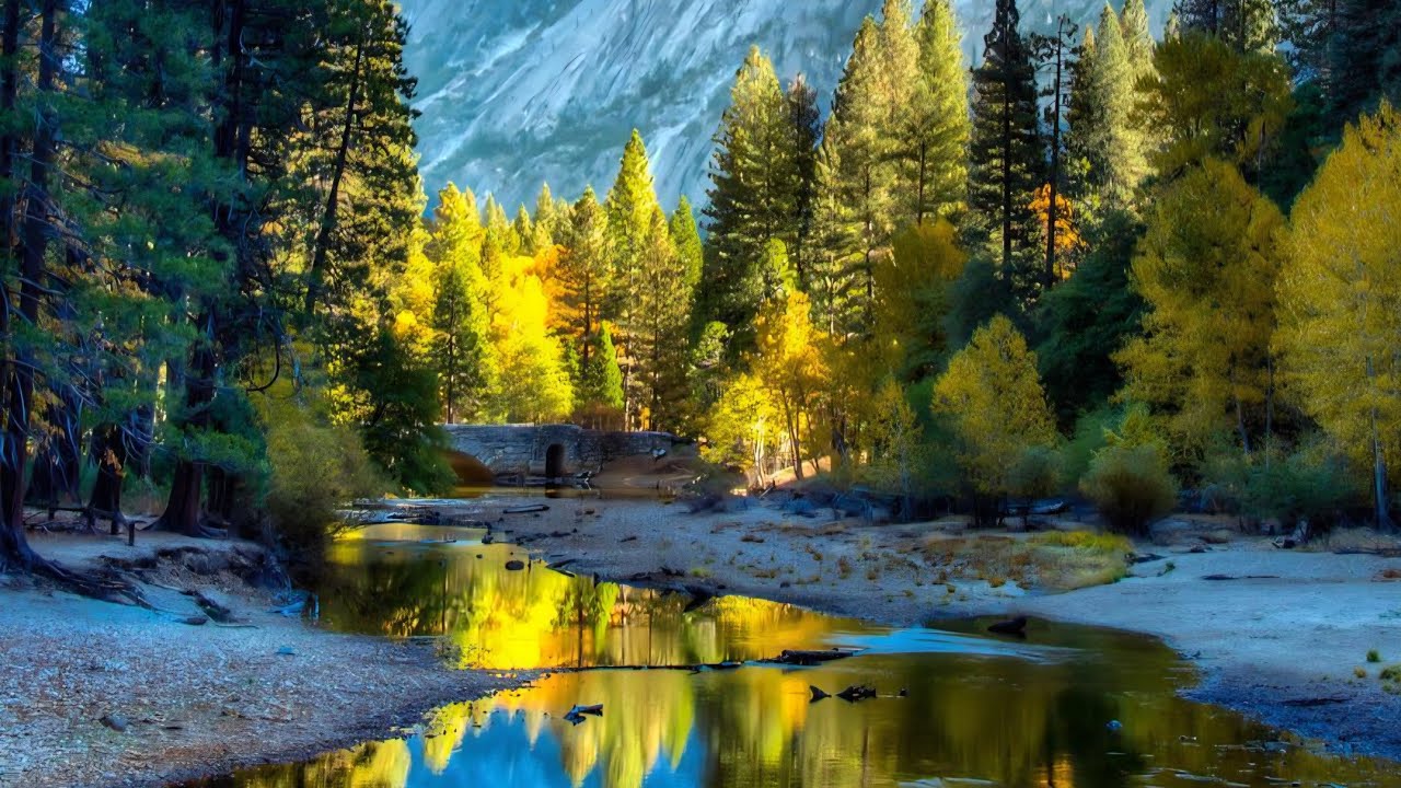 Watercolor tree and water