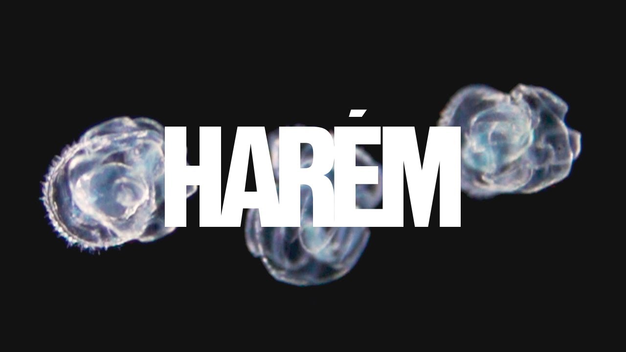Harém • Luedji Luna feat. Liniker (Visualizer)