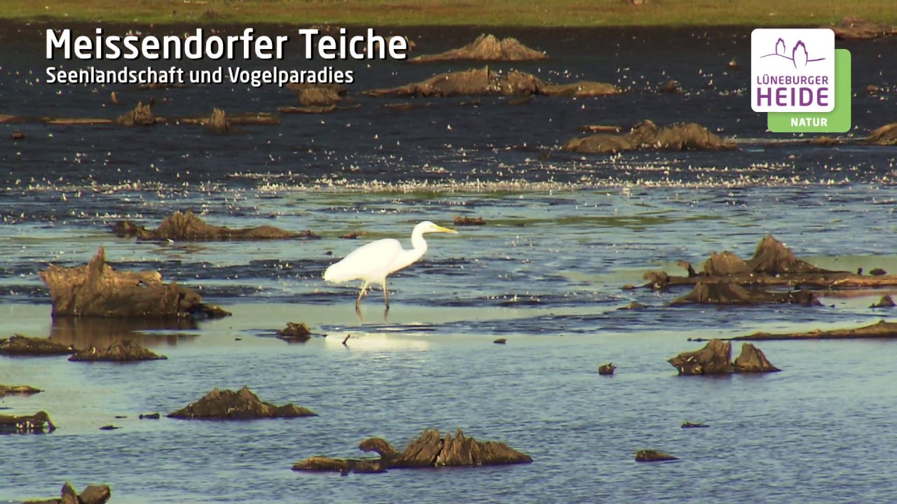 Vogelparadies Meissendorfer Teiche in der Lüneburger Heide