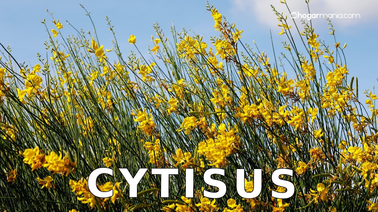 TRANSPLANTAR CYTISUS o GENISTA - Los cuidados básicos de este hermoso arbusto // Hogarmania
