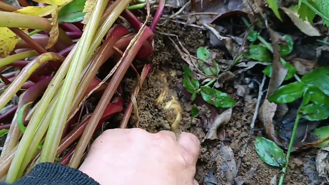 Como saber a hora de colher a batata salsa