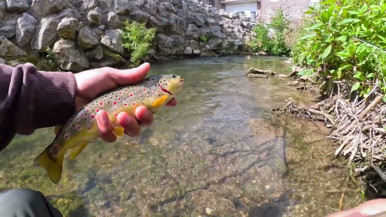 Sèche nymphe sur la Clarence