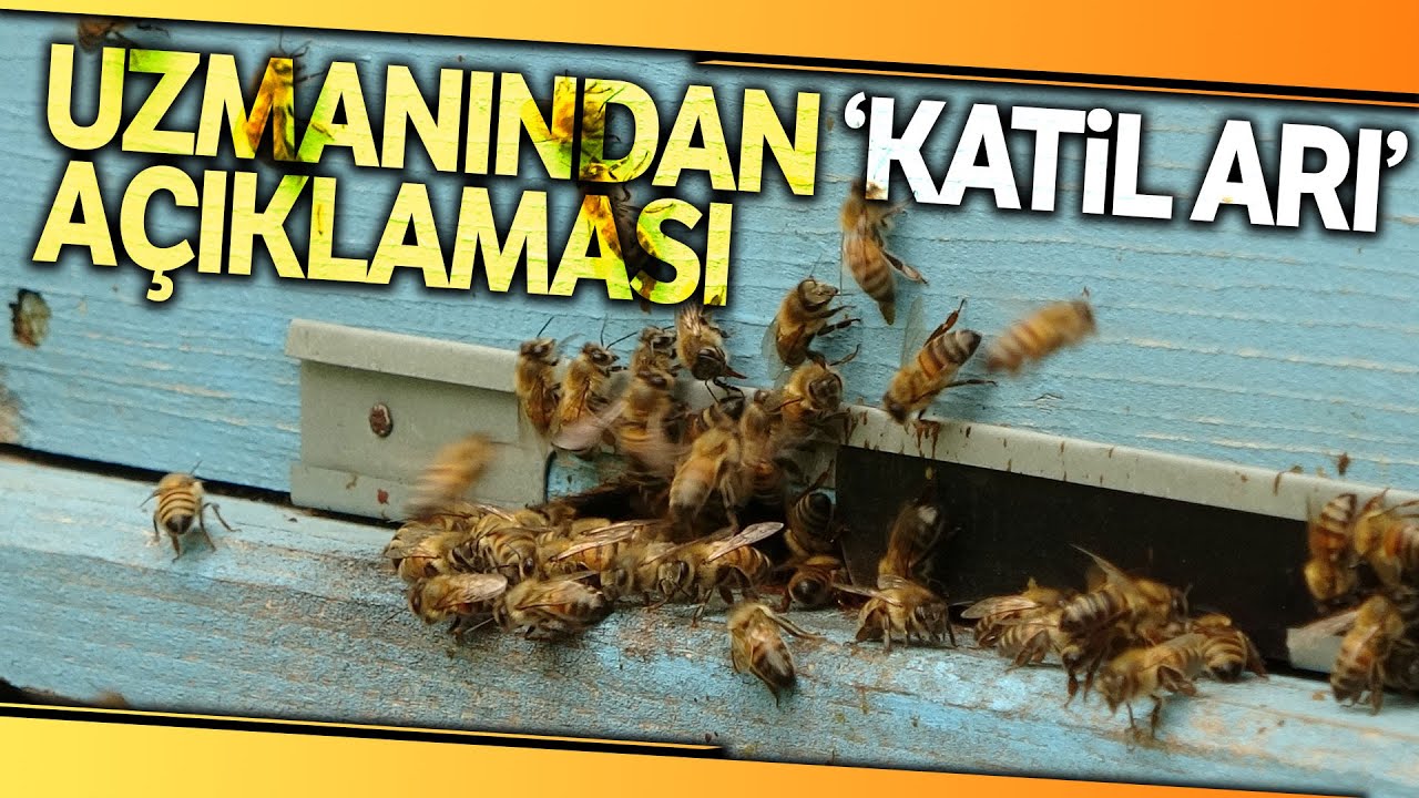 Prof. Dr. Ali Kutlu: 