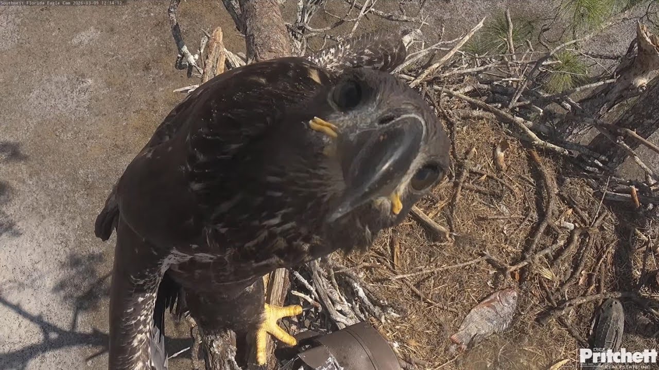 SWFL EAGLE CAM 2026.3.9 🥳☺️E26 is now 80 days old!