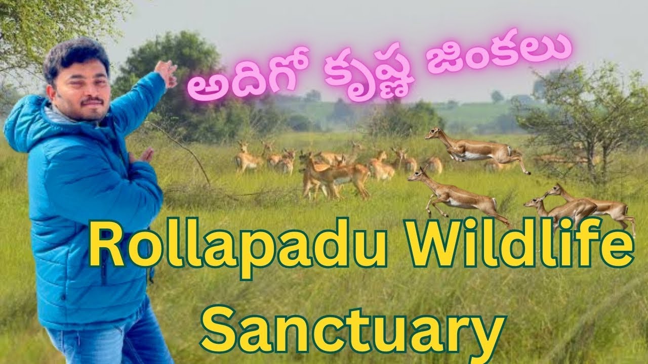 Rollapadu Wildlife Sanctuary || Kurnool || Andhra Pradesh || అదిగో కృష్ణ జింకలు || బట్ట మేకపక్షి ||