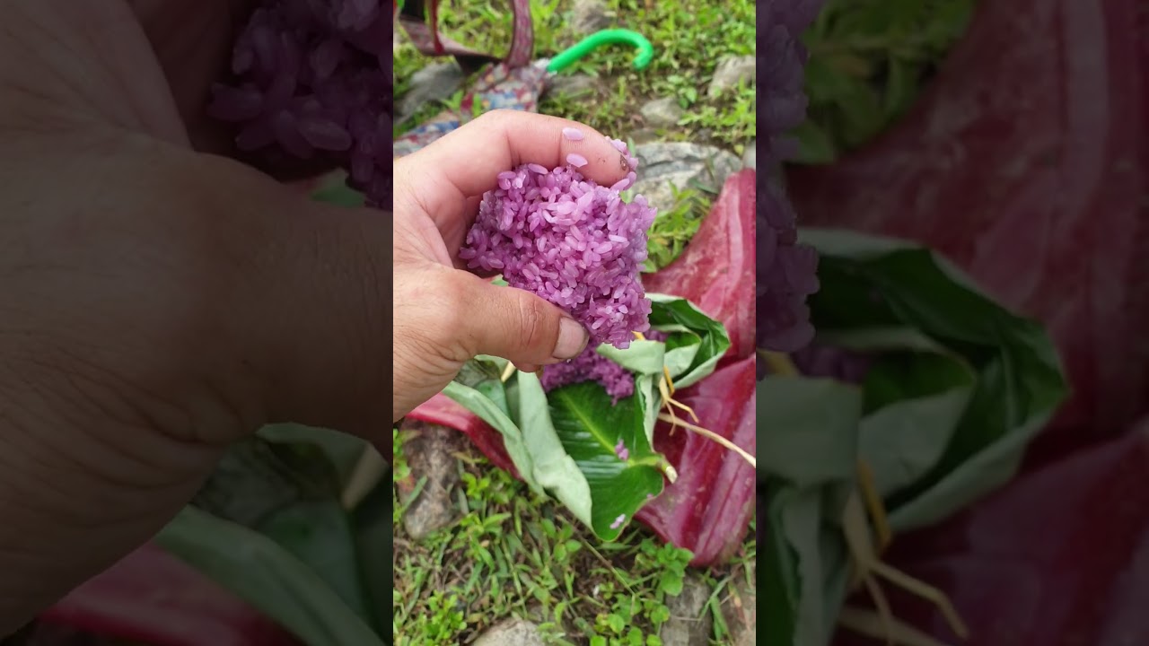 cơm nết màu tím