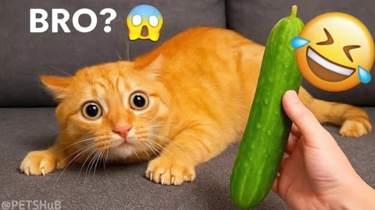 You Laugh You Lose 😹😜 Funniest cats and Dogs 2026 😂 #7