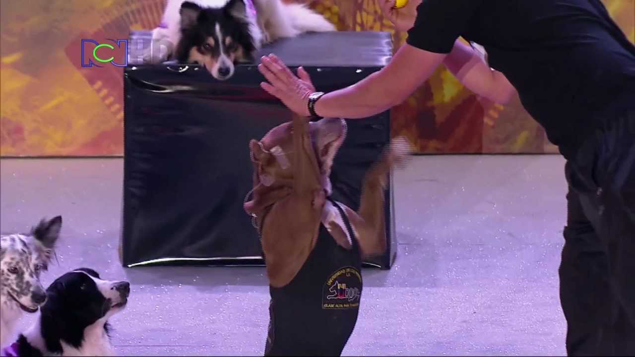 Colombia Tiene Talento: Edilson Ospina - Entrenador de perros