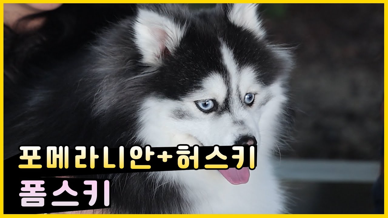 포메라니안 + 허스키 = 폼스키ㅣ 자랑하개