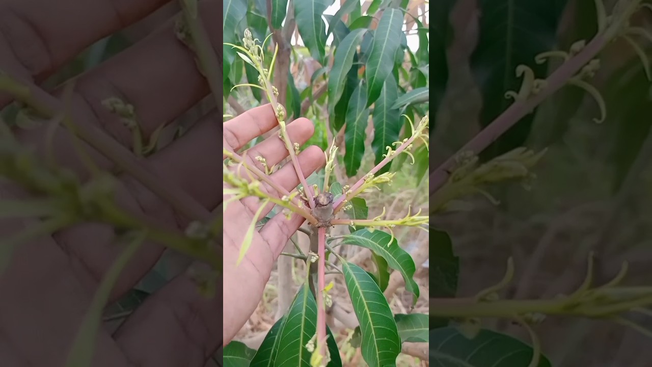 paksa mangga berbuah