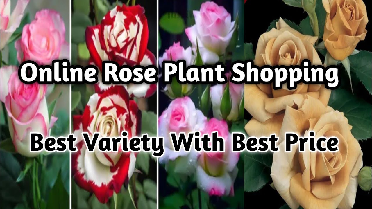 Online Rose Plant Shopping #rose . गुलाब के पौधे ऑनलाइन कहां से खरीदी ओर प्राइस क्या है।