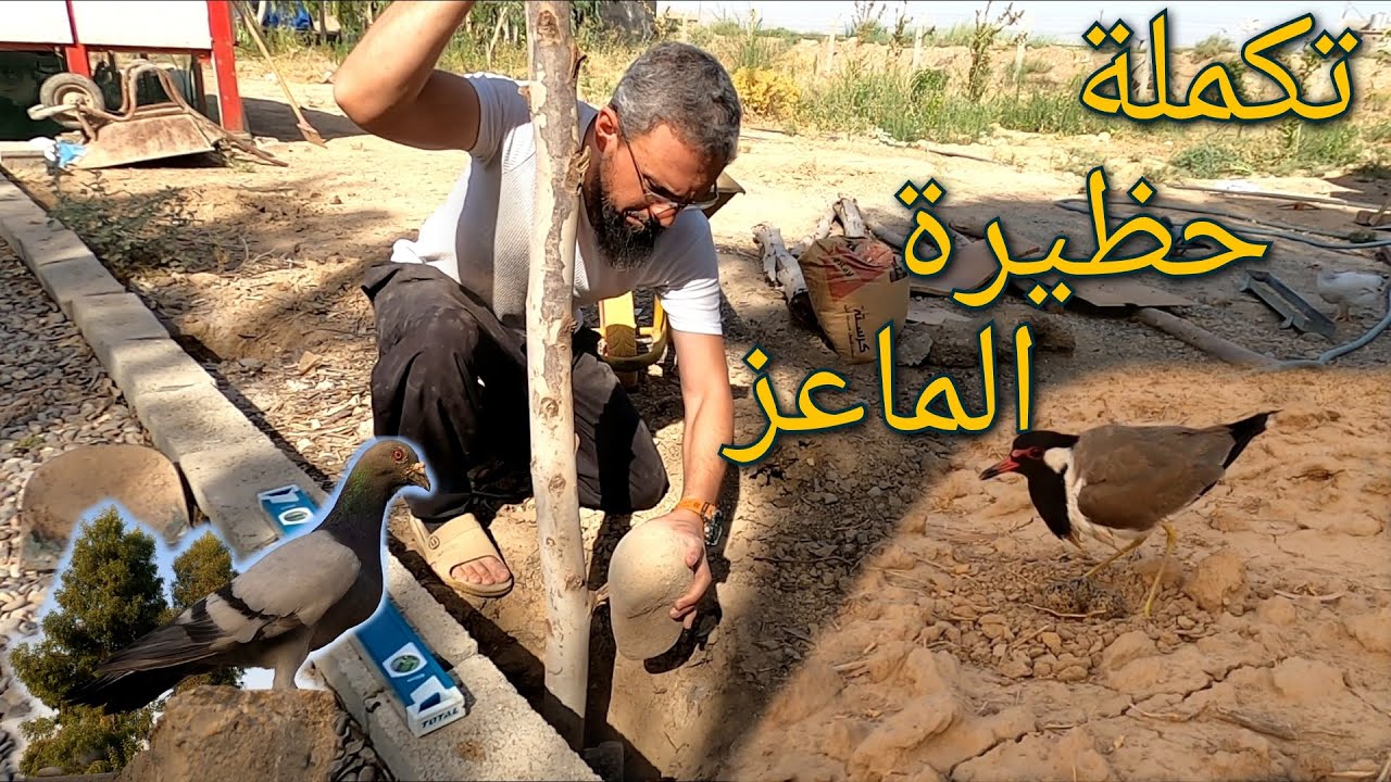 تثبيت أعمدة سياج الحظيرة ، جفاف أشجار النخل، عش طائر الططوة (96)