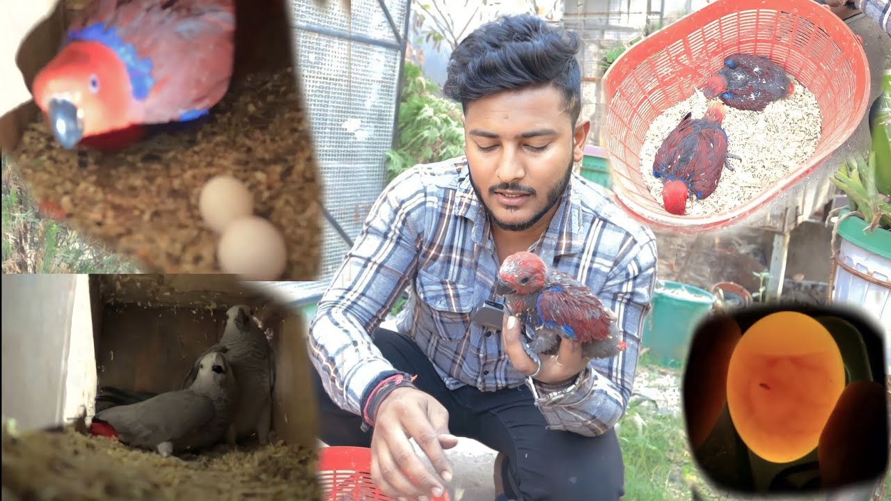 Amezing breeding result of eclectus parrot,African grey parrot,Rainbow lorikeet.acchive big success.