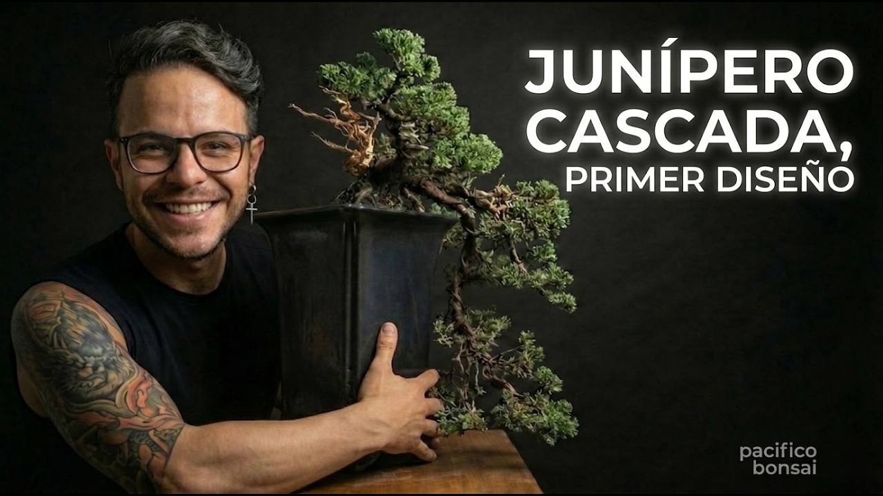 Bonsai Cascada, Diseño Completo