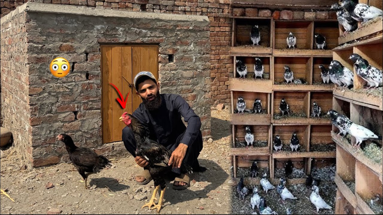 Aj Daku bahir aa gya  || Bazi walay kabootar ka breading box bna dia 