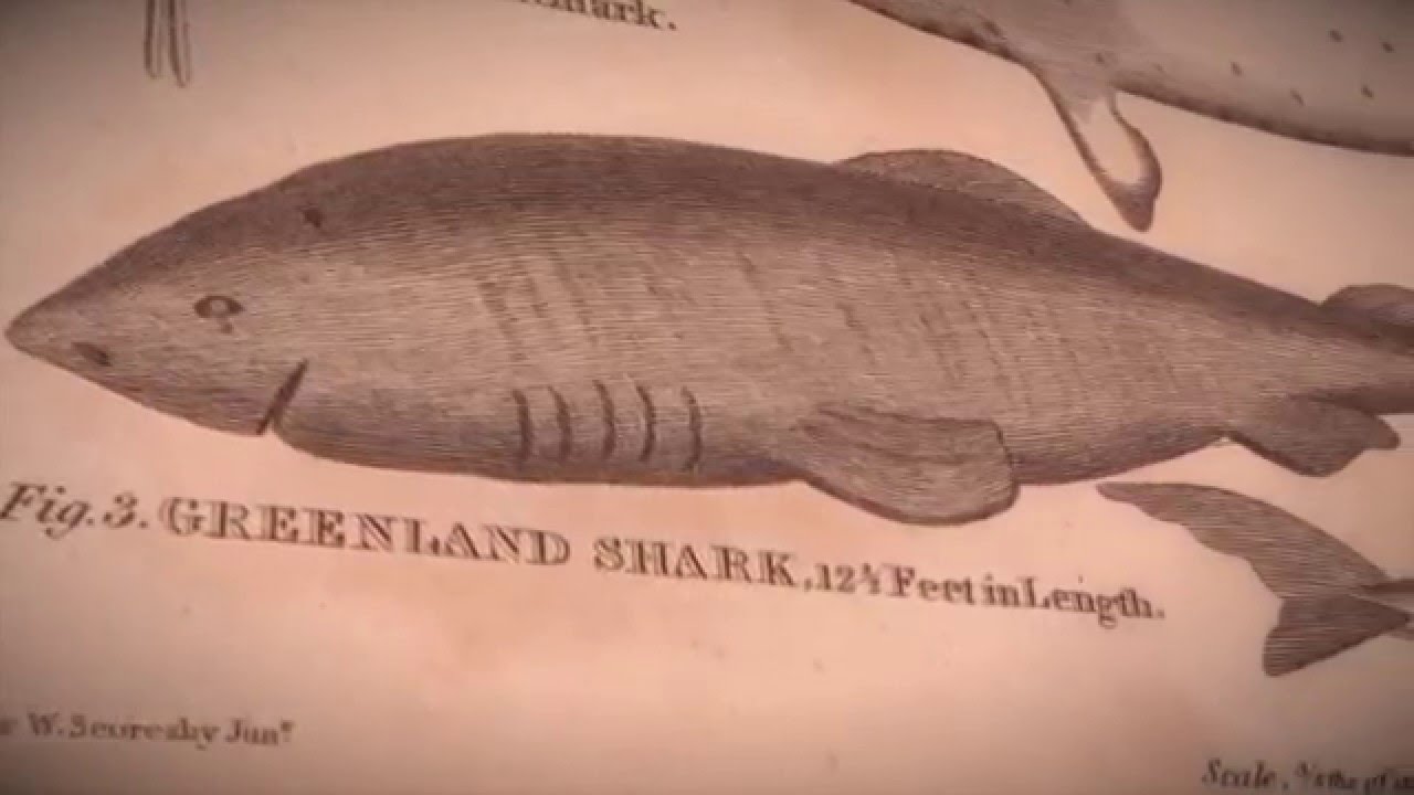 Trailer   Andorja World Record   Greenland Shark by Kayak!