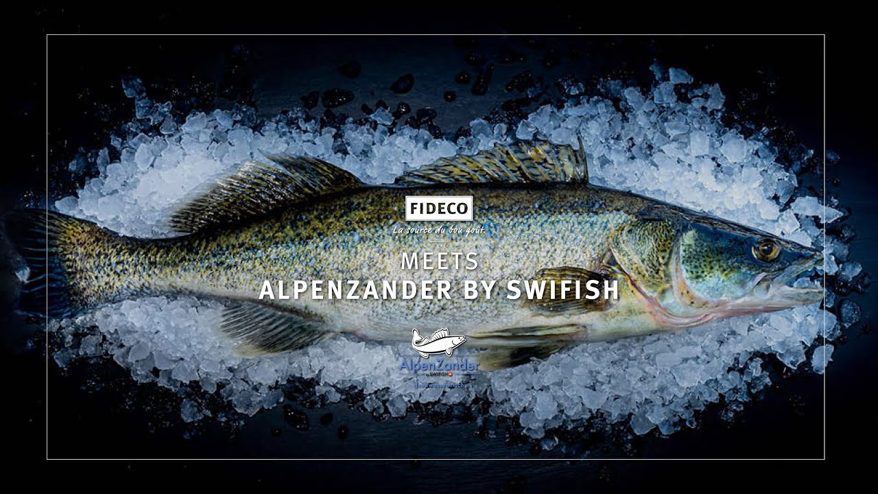 Fideco Meets - Alpenzander by SWIFISH