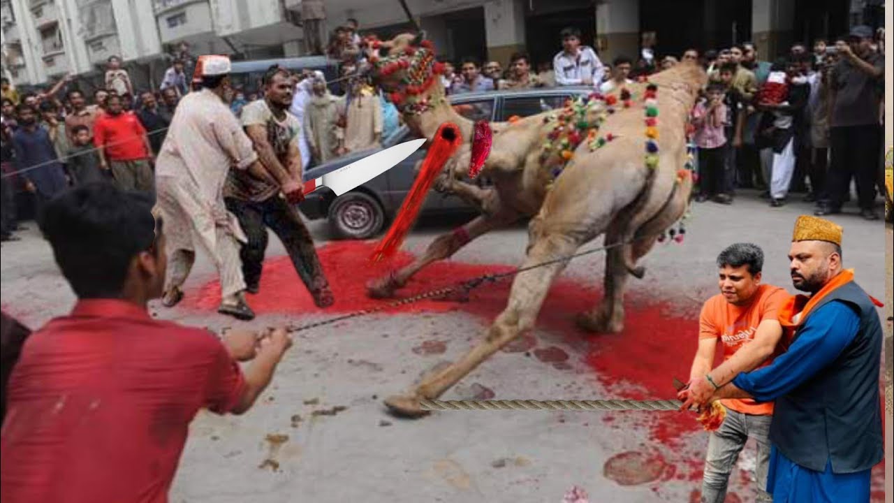 Camel Qurbani 2025 ll Camel out of control ll Camel Farming Business