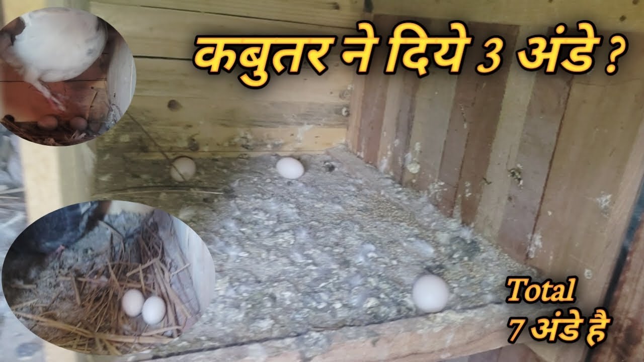 kabutar ne diye 3 ande ?