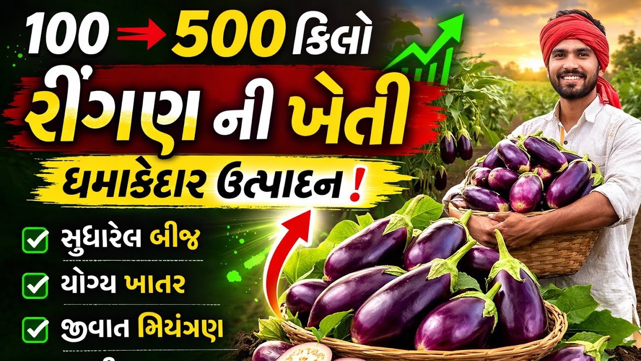 🔥 રીંગણ ની ખેતી |8758065376 |100 કિલોથી 500 કિલો ઉત્પાદન 🍆 | Brinjal Farming Gujarat