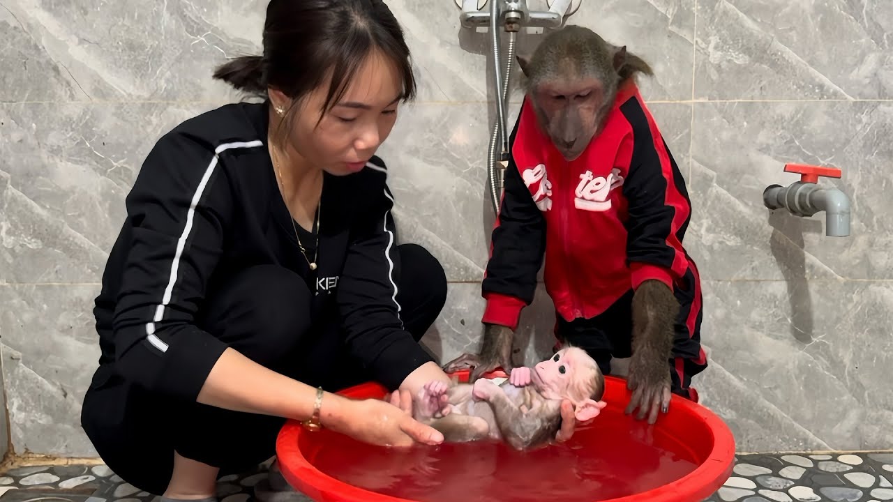 Abu and Mom Take Special Care to the Baby Monkey