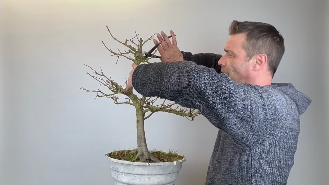 🇪🇸 Acer Campestre: trasplante a su primera maceta de Bonsai