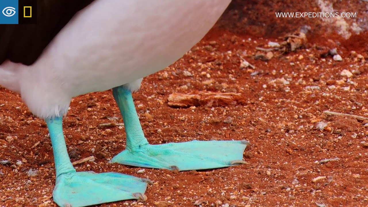 Dance of the Blue-Footed Booby | Gal&aacute;pagos | Lindblad Expeditions-National Geographic