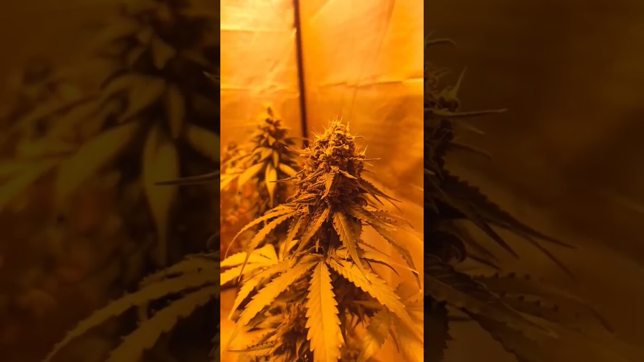 Seguimiento de Hellfire OG del banco de #Kannabiaseeds #autocultivo #cannabisplants #cbd #medicina