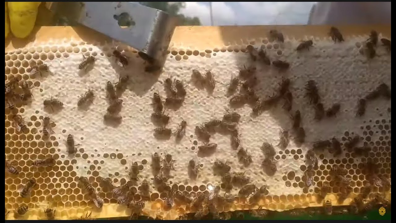 Pčele Posle Bagrema - Razrojavanje Košnice