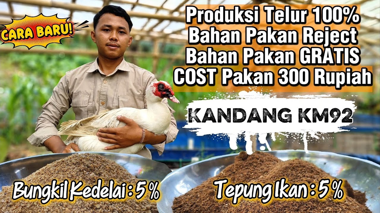 MENARIK❗0.5 KG DEDAK UNTUK 30 EKOR MAHASISWA MUDA TIDAK MALU TERNAK ENTOK