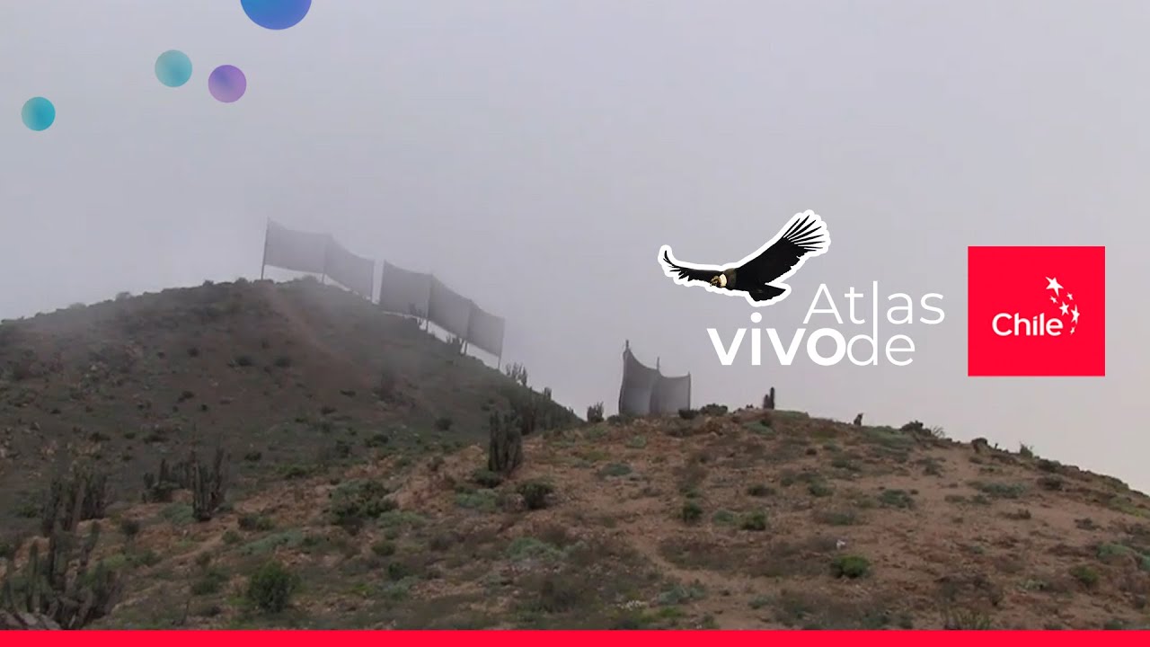 Atrapanieblas en el desierto: cómo chilenos cosechan agua de la neblina | Atlas Vivo de Chile